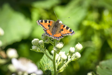 Tortoiseshell butterfly on a plant