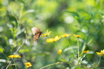 Butterfly on Flower
