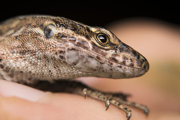 La lucertola campestre (Podarcis siculus) 