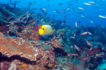 Obraz na płótnie Canvas Fishes and Sea Bottom of Ecosystem