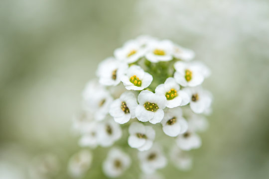 Soft White