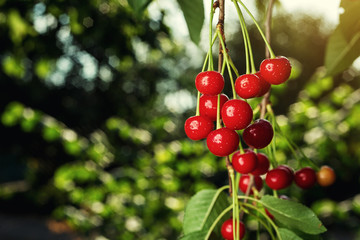 cherry orchard,Cherry tree,Ripe sour cherries growing on cherry tree,Cherries hanging on a cherry tree branch,fruit summer concept