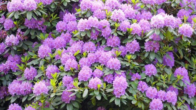 Beautiful rhododendron close up in magenta, with raindrops and shower