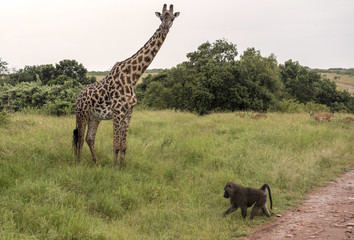 Giraffe with baboon on the road in Masai Mara Park