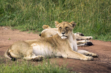Obraz na płótnie Canvas Two lions resting on a road in Masai Mara Park