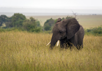 Naklejka na ściany i meble africký slon samotář na savaně se stromy