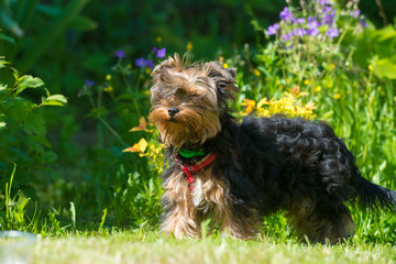 Puppy Yorkshire Terrier in the summer in the garden