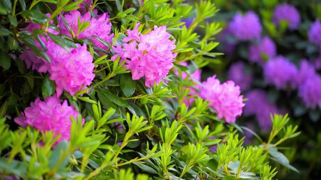 Wunder sch&ouml;ner Rhododendron Busch