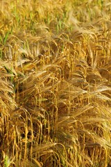 Cornfield with rye and wheat.