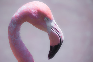 Fototapeta premium Flamingo 1