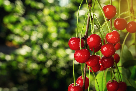 cherry orchard,Cherry tree,Ripe sour cherries growing on cherry tree,Cherries hanging on a cherry tree branch,fruit summer concept