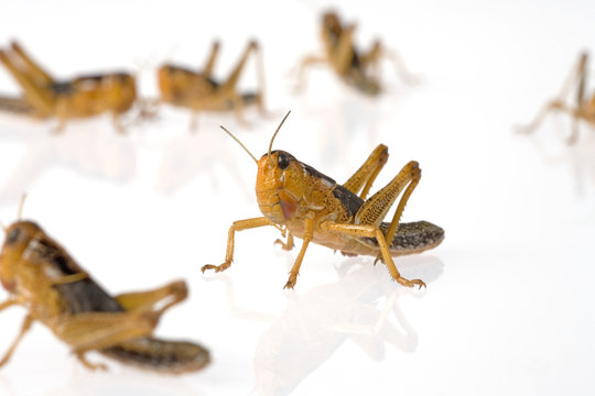 Wanderheuschrecke Jungtiere Tiefenschärfe