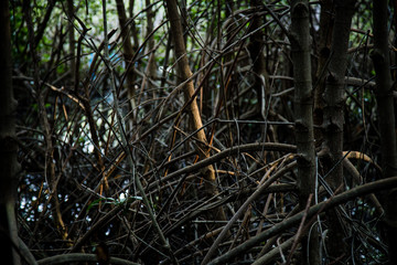Mangrove forest Boardwalk