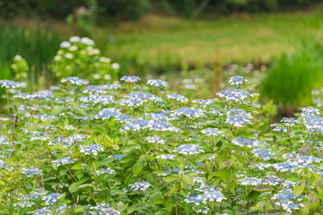 Hydrangea(Japan)