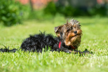 Puppy Yorkshire terrier resting on mowed grass lawn