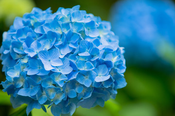 Hydrangea(Japan)