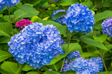 Hydrangea(Japan)