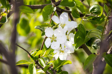 Obraz premium White Apple blossoms
