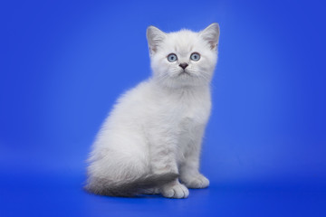 cat with blue eyes on a blue background