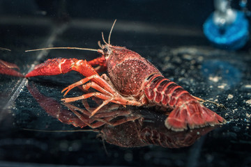 Orange Crayfish