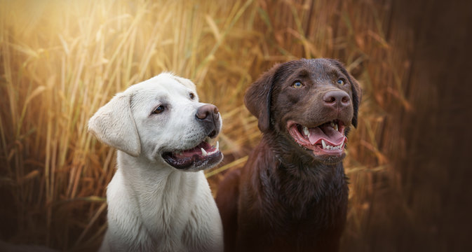Zwei junge labrador retriever Hunde Welpen auf einem Feld glücklich zusammen in der Sonne