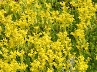 nature, beautiful, blossom, flower, floral, summer, spring, colorful, decoration, white, rose, bouquet, natural, flora, background, romantic, pink, green, bloom, beauty, garden, fresh, macro, daisy, b