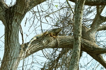 Iguana and tree photo for your reptile projects or biology publications.