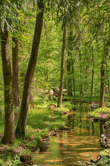 River in a green forest. Idyllic green park with ray of light by small river stream. Nymphenburg park, Munich, Germany