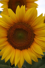 Naklejka premium Sunflowers