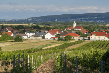 Gemeinde Oslip mit Leithagebirge und Weingarten