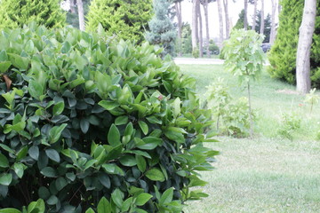 Green bush in the park