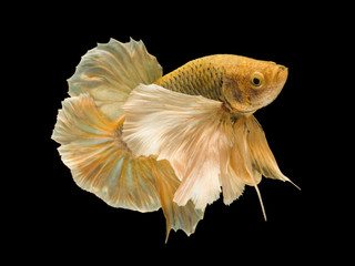 Yellow fighting fish on black background with clipping path