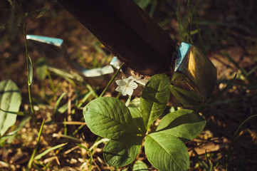 Forest flower against a shiny ax.