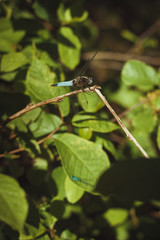 Dragonfly on a tree branch.