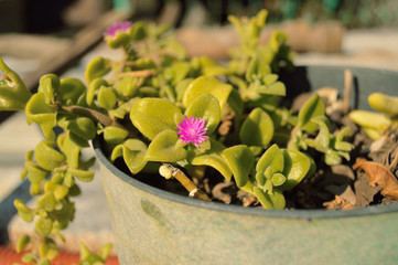 Little plant pot for your biology projects or botany publications.