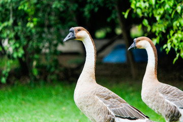 couple of goose