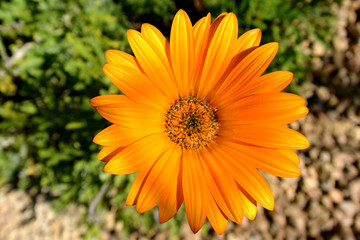 Flor Margarita naranja