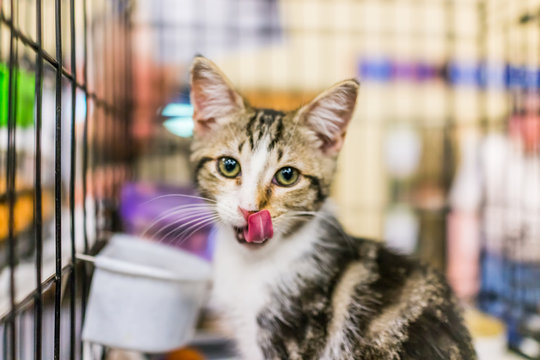 Portrait of one tabby calico kitten in cage waiting for adoption licking nose with tongue