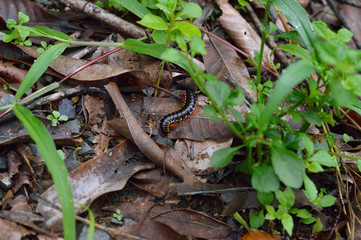 Millipede photo for your insect projects or biology publications.