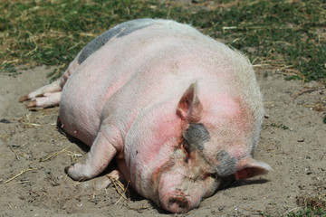 Pot-bellied pig (Sus scrofa domesticus)