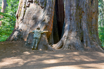 Young man embracing the base of the trunk of a giant tree, Sequoiadendron giganteum, at Calaveras Big Trees State Park, to provide a scale for size comparisso