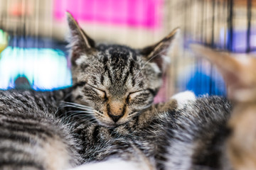 Portrait of one tabby kitten in cage sleeping cuddling siblings waiting for adoption