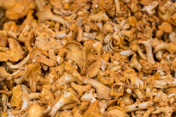 Frisch gesammelte Pfifferlinge aus dem Wald