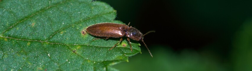 Brauner Schnellkäfer (Athous subfuscus) sitzt auf grünem Blatt, Allertal, Niedersachsen, Deutschland, Europa