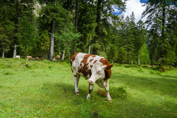 Fototapeta na wymiar Alm im Berchtesgadener Land