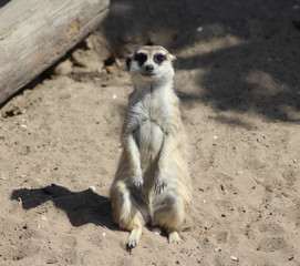 Meerkat (Suricata suricatta)