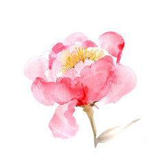 Pink peony bud. Watercolor beautiful illustration.