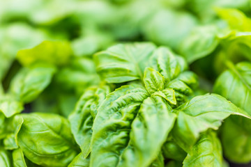 Macro closeup of green basil plant showing detail and texture
