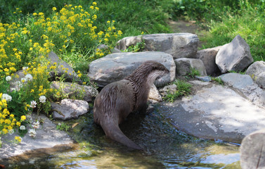 Asian Small clawed otter