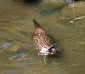 Asian Small clawed otter